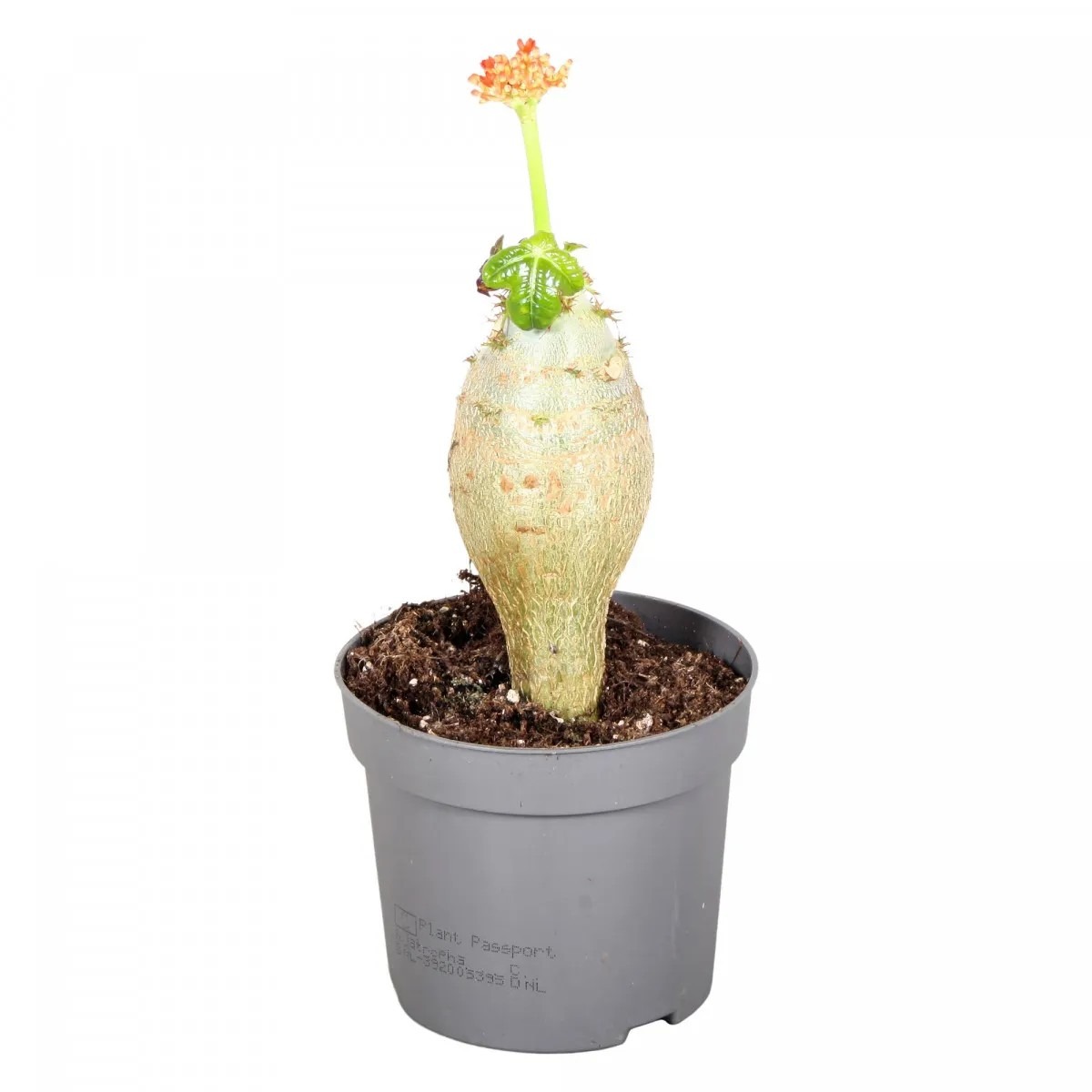 Jatropha 30l pot Jatropha 30l pot
