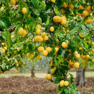 Lemon Tree