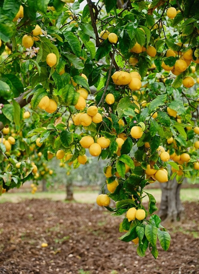 Lemon Citrus Lemon Tree