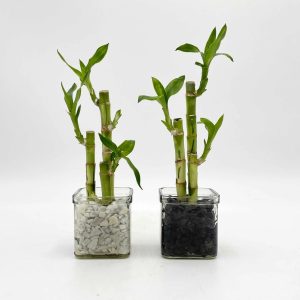 Lucky Bamboo 10cm