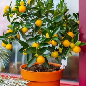 Mandarin