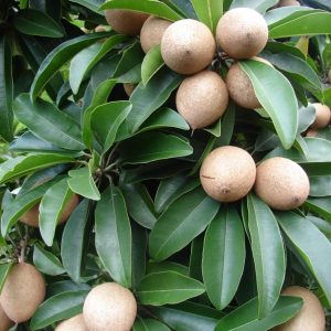 Manilkara Zapota