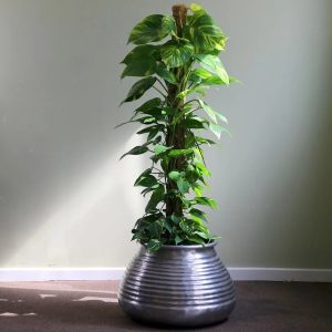 Money Plant 60cm