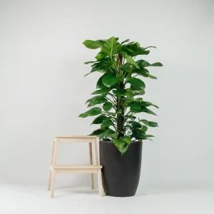 Money Plant 100cm