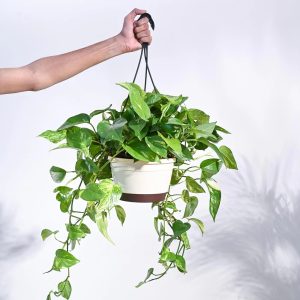 Money Plant hanging 360cm