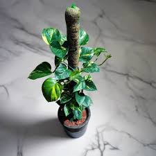 Money Plant Monstick