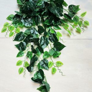 Money Plant hanging 360cm