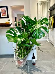 Monstera 120cm