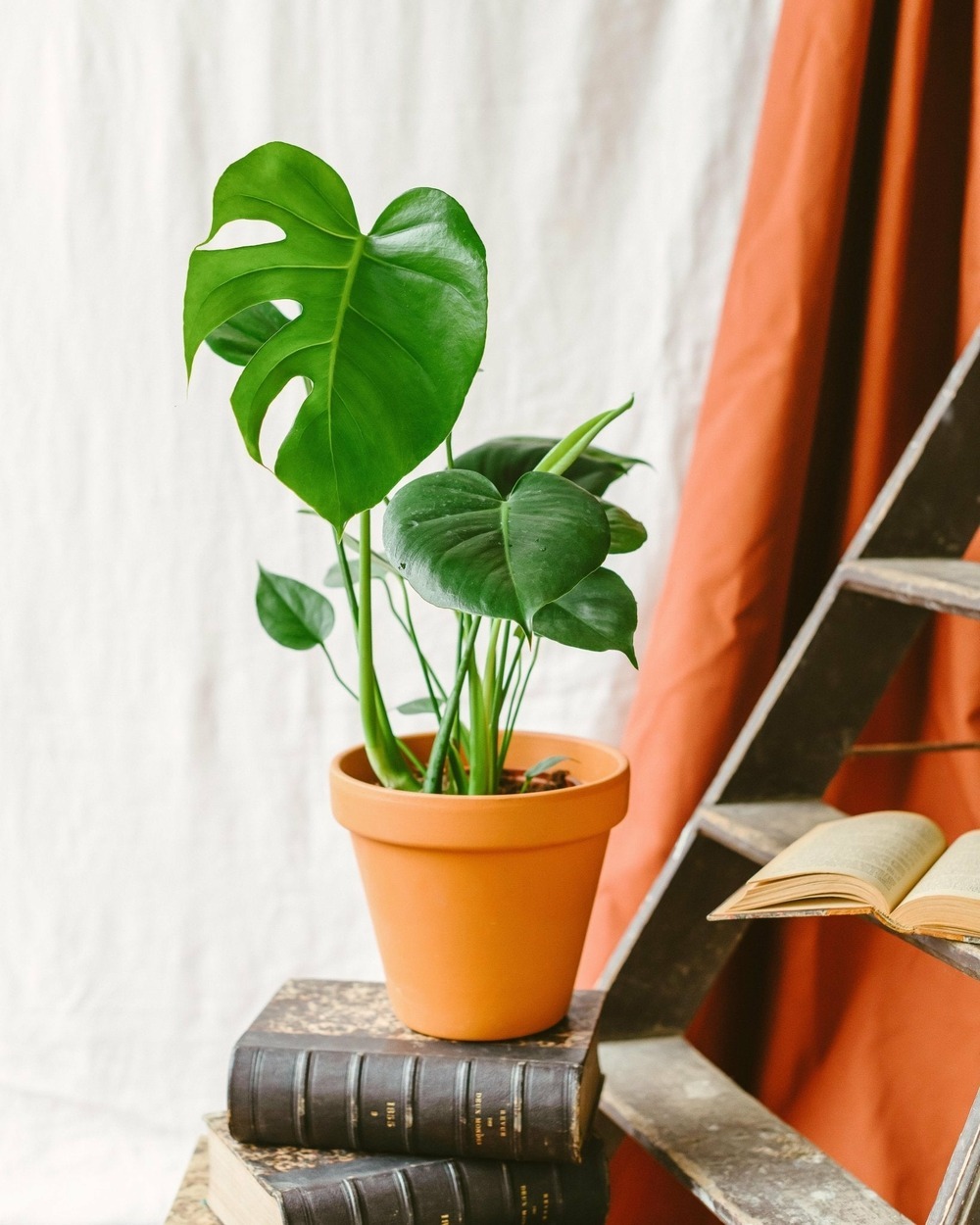 Monstera Deliciosa 10ltrs Monstera Deliciosa 10ltrs