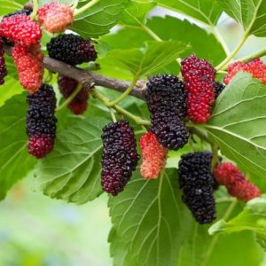 Mulberry tree