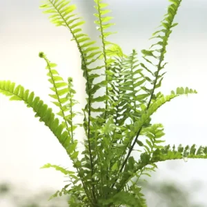 Nephrolepis
