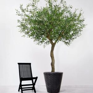 Olive tree big