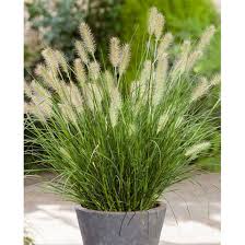 Pennisetum Green