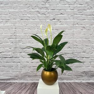 Peace Lily Spathiphullum 50-60cm