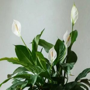 Peace Lily Spathiphullum (v15)