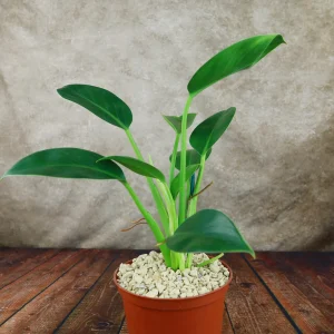 Philodendron Green