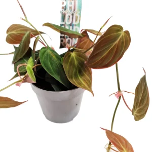 Philodendron Scandens Red Hanging 15cm