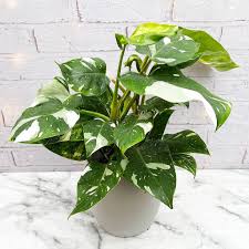 Philodendron White TC 6ltrs