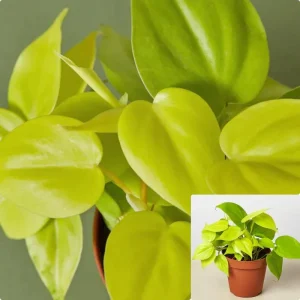 Philodendron yellow
