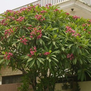 Plumeria