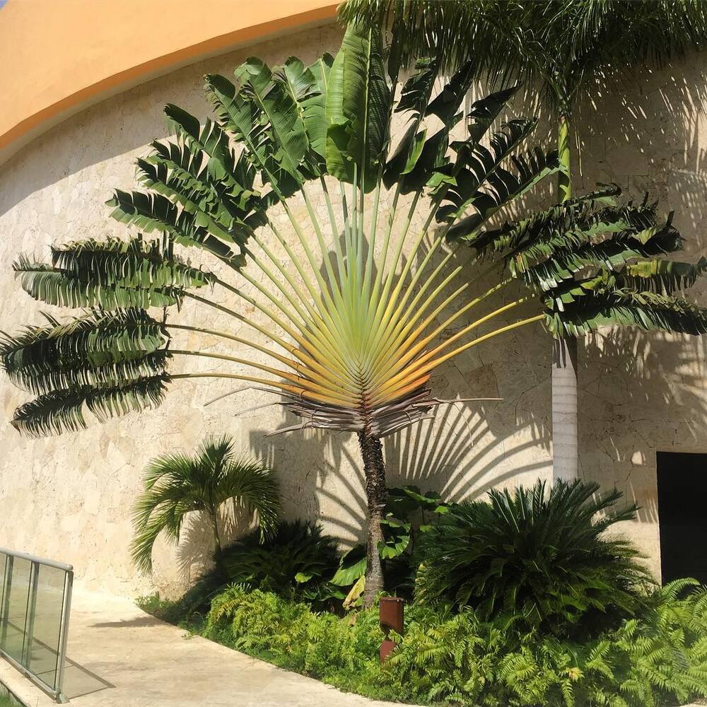 Ravenela Palm Ravanela Madagascariensis