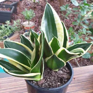 Sansevieria 20cm  (India)