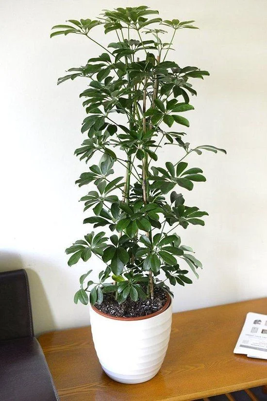 Schefflera 100cm 10ltrs Schefflera 100cm 10ltrs