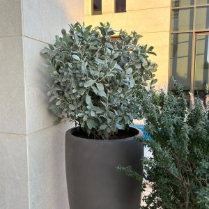 Sliver Damas 18l pot