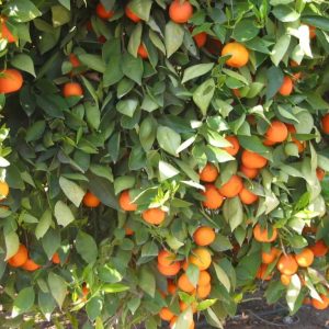 Sour orange tree