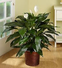 Spathiphyllum big