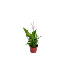 Spathiphyllum small