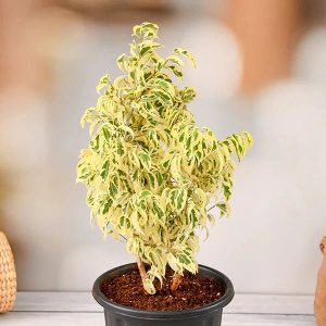 Star light Ficus 20cm-30cm