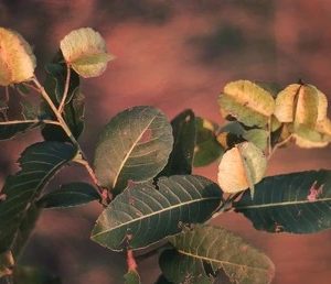 Terminalia alata