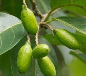 Terminalia indica