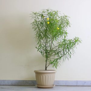 Thevita 30l