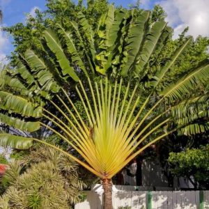 Traveler palm