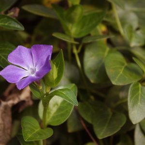 Vinca