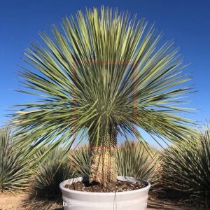 Yucca large
