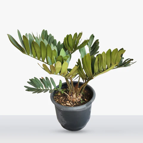 Zamia 40cm Zamia 40cm