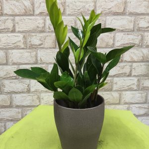 Zamia Small