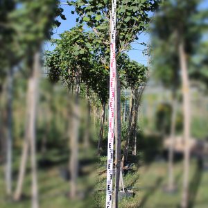 Hibiscus tiliaceus