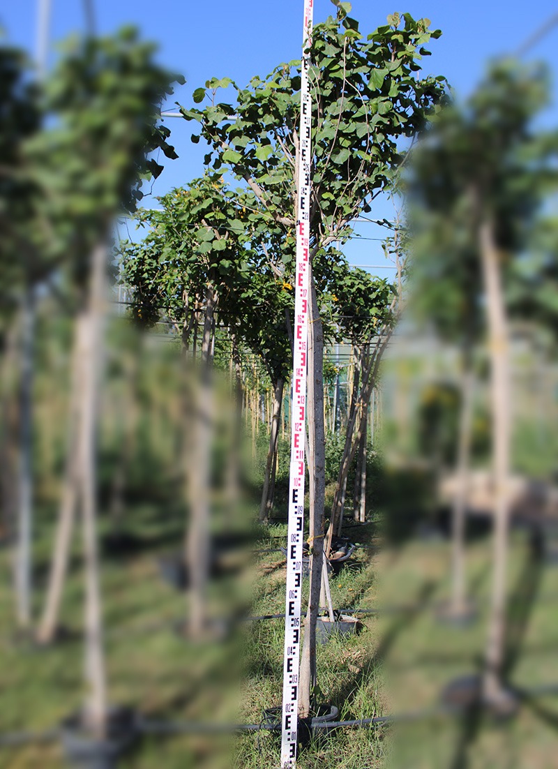 hibiscus tiliaceus 2M HT Hibiscus tiliaceus