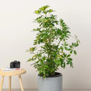 schefflera 20cm-30cm